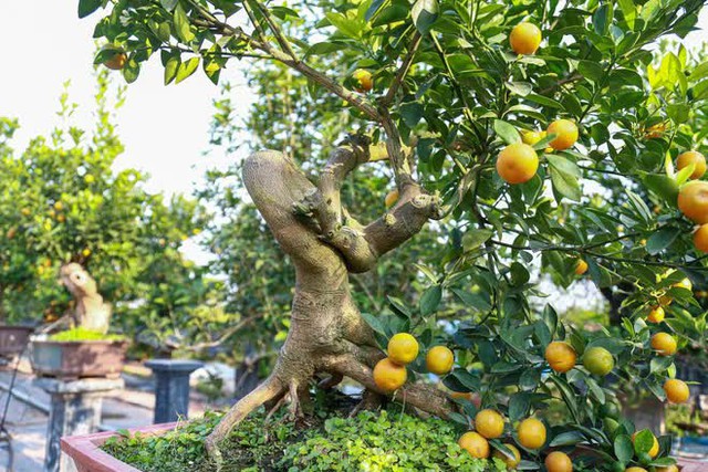 Kumquat trees cost tens of millions of dollars sold out in Hanoi before the Lunar New Year - Photo 7.