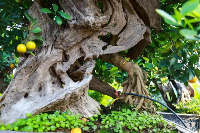 Kumquat trees cost tens of millions of dollars sold out in Hanoi before the Lunar New Year - Photo 6.