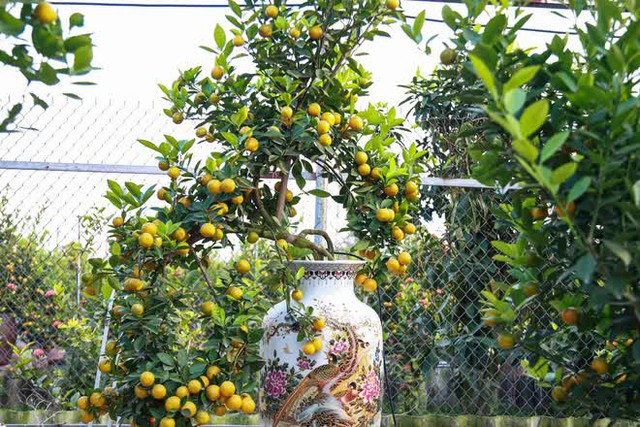 Kumquat trees cost tens of millions of dollars sold out in Hanoi before the Lunar New Year - Photo 5.