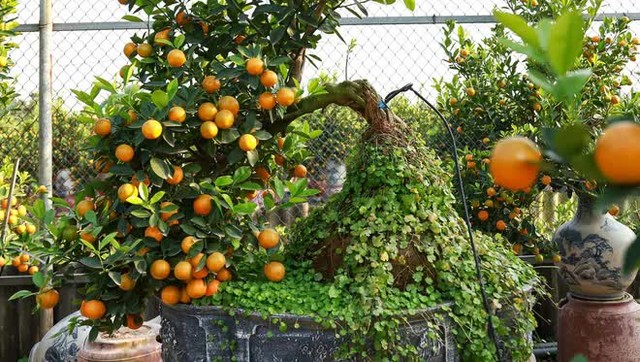 Kumquat trees cost tens of millions of dollars sold out in Hanoi before the Lunar New Year - Photo 4.