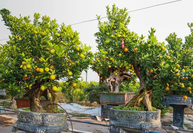 Kumquat trees cost tens of millions of dollars sold out in Hanoi before the Lunar New Year - Photo 3.