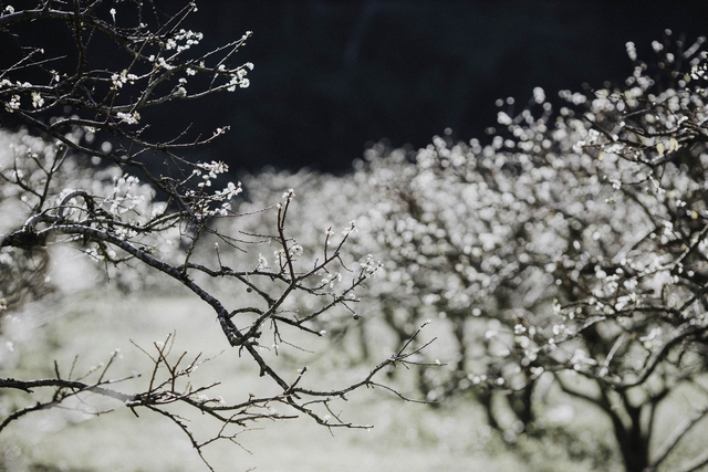 Về Mộc Châu ngắm hoa mận nở trắng trời, người bản địa tiết lộ bí quyết để có bức hình đẹp - Ảnh 6.