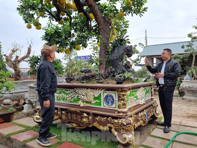 Ngắm cây bưởi trăm tuổi có chậu dát vàng ở Hưng Yên, khách trả nửa tỷ đồng chưa bán - Ảnh 3.