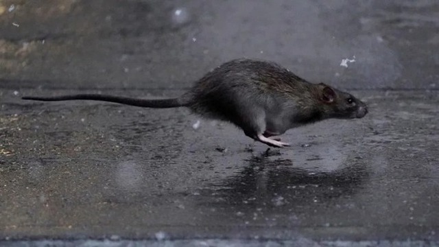 New York tuyển giám đốc diệt chuột, lương 4 tỷ/năm: Yêu cầu chỉ cần có lòng quyết tâm và bản năng sát thủ đối với loài gặm nhấm - Ảnh 2.