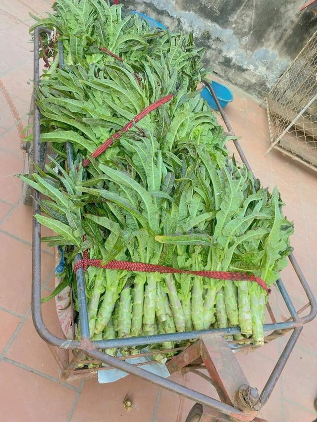 Rầm rộ tìm mua rau tiến vua gần nửa triệu đồng/kg ăn Tết - Ảnh 4.