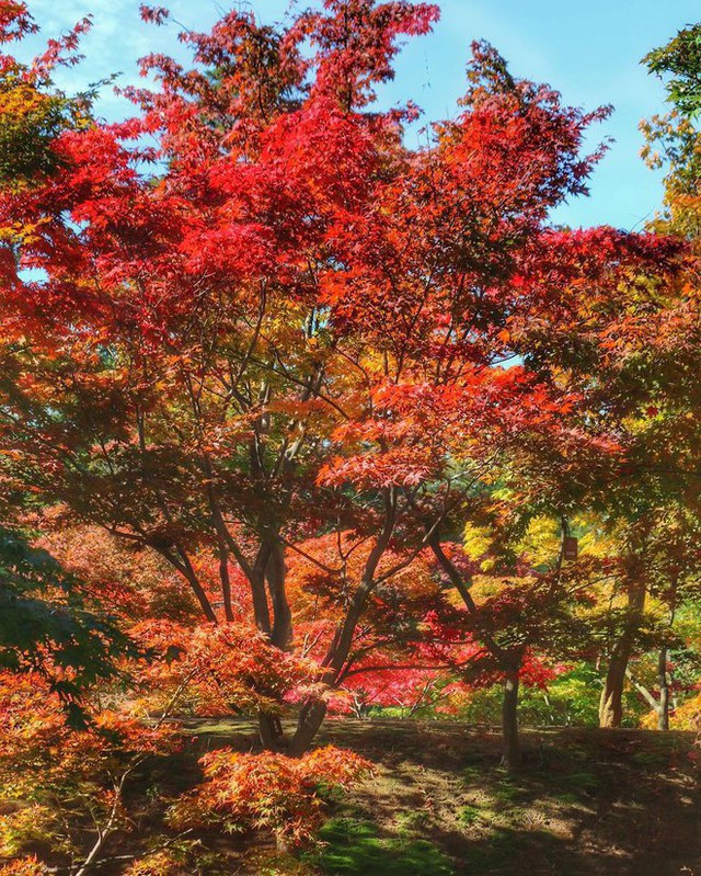  6 địa điểm tận hưởng mùa thu, ngắm lá vàng rơi lãng mạn ở Hàn Quốc - Ảnh 3.