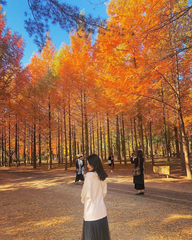  6 địa điểm tận hưởng mùa thu, ngắm lá vàng rơi lãng mạn ở Hàn Quốc - Ảnh 1.