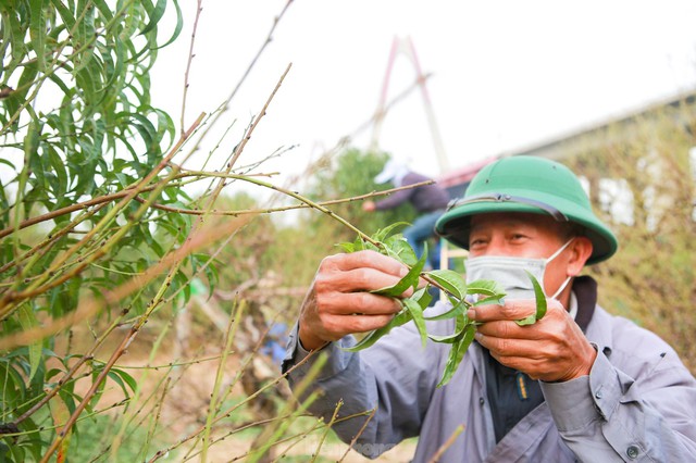 Người Nhật Tân hối hả xuống lá đào chuẩn bị đón Tết Nguyên đán - Ảnh 3.