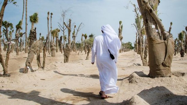 Tiêu chuẩn đánh giá giàu – nghèo ở Qatar ‘chẳng giống đâu trên thế giới”: Không phải là nhà lầu, xe hơi, du thuyền mà là xem ai trồng nhiều cây hơn - Ảnh 2.