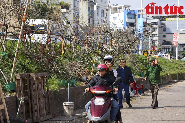 Hoa lê, hoa mận rừng xuống phố phục vụ người dân Thủ đô đón Tết sớm - Ảnh 10.