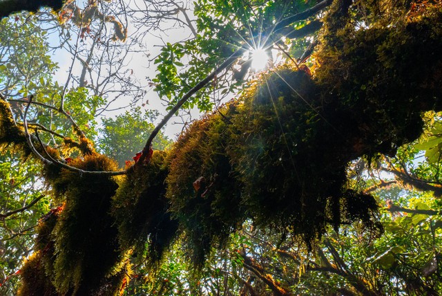 Mùa lá phong rực sắc đỏ vàng trên cung đường trekking ấn tượng ngay tại Việt Nam - Ảnh 21.