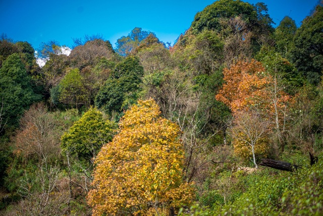 Mùa lá phong rực sắc đỏ vàng trên cung đường trekking ấn tượng ngay tại Việt Nam - Ảnh 20.