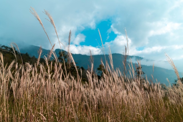 Mùa lá phong rực sắc đỏ vàng trên cung đường trekking ấn tượng ngay tại Việt Nam - Ảnh 15.