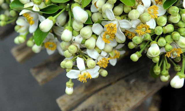 Hoa bưởi đầu mùa xuống phố giá lên tới 300.000 đồng/kg, vẫn hút khách Hà Nội - Ảnh 1.