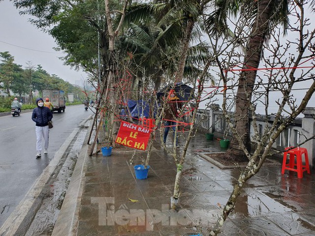 Ngắm hoa lê tiền triệu xuống Thủ đô sau Tết - Ảnh 4.