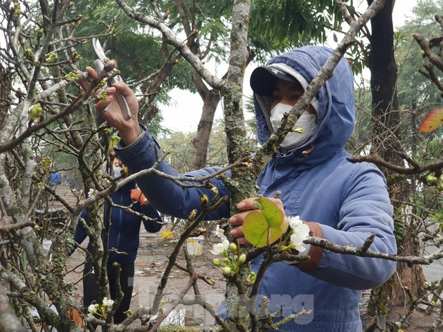 Ngắm hoa lê tiền triệu xuống Thủ đô sau Tết - Ảnh 5.