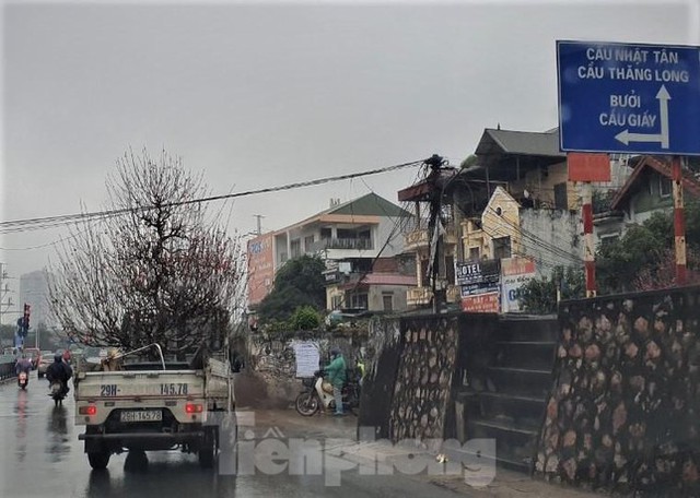  Những cụ đào tấp nập về lại Nhật Tân sau nhiều ngày ngao du, khoe sắc  - Ảnh 2.