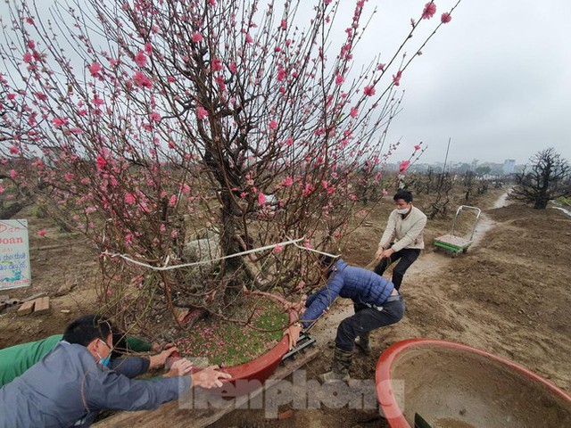  Những cụ đào tấp nập về lại Nhật Tân sau nhiều ngày ngao du, khoe sắc  - Ảnh 7.