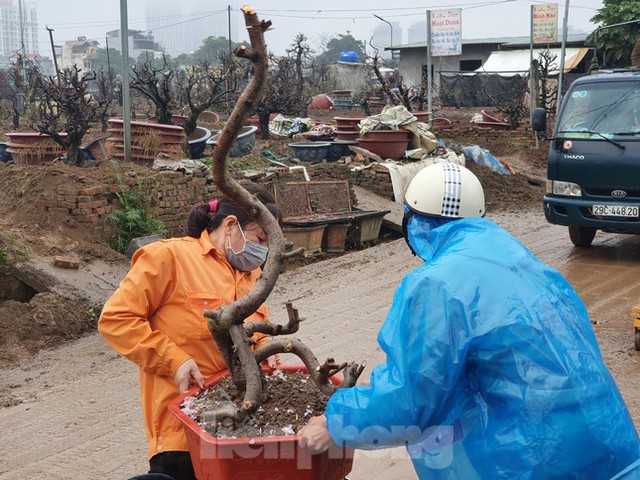  Những cụ đào tấp nập về lại Nhật Tân sau nhiều ngày ngao du, khoe sắc  - Ảnh 8.