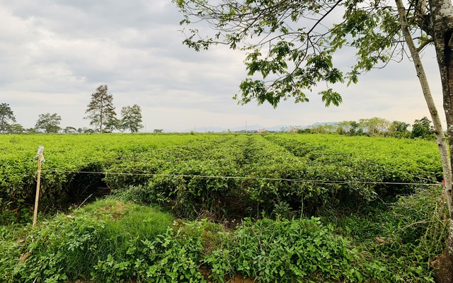 Một vườn chè của người dân tại Bảo Lộc đã được căng dây, cắm mốc giới phân lô. (Ảnh Lan Nhi).
