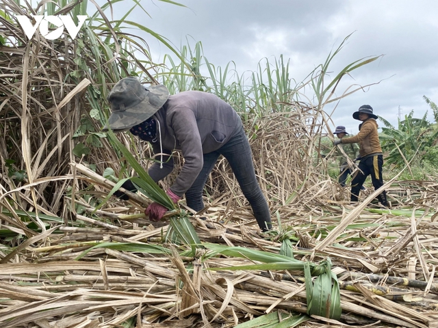 Vụ mía kém vui ở Đắk Lắk - Ảnh 1.