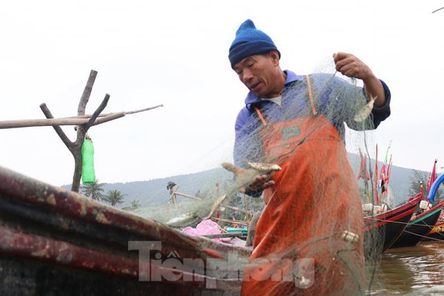 Ngư dân hối hả gỡ tấm lưới nặng trĩu cá, bỏ túi tiền triệu mỗi ngày - Ảnh 3.