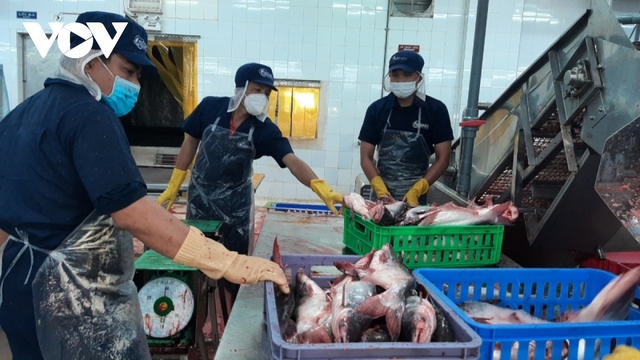 Giá cá tra tăng cao, doanh nghiệp và nông dân tăng tốc sản xuất - Ảnh 2.