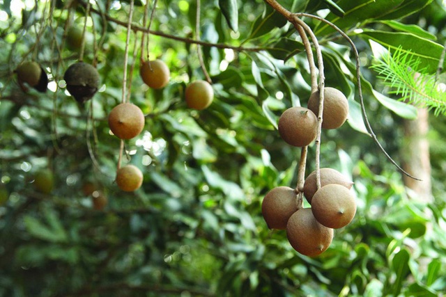 Khay mứt Tết nhà bạn năm nay có loại hạt đắt tiền nhất thế giới này không? - Ảnh 2. Khay mứt Tết nhà bạn năm nay có loại hạt đắt tiền nhất thế giới này không? - Ảnh 2.