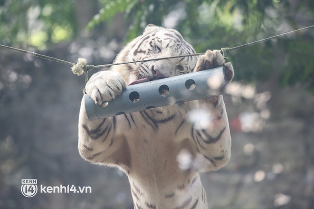  Ảnh: Ghé thăm những con hổ trắng quý hiếm lần đầu được sinh ra tại Thảo Cầm Viên Sài Gòn - Ảnh 14.