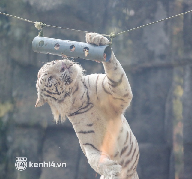 Ảnh, clip: Ghé thăm những con hổ trắng quý hiếm lần đầu được sinh ra tại Thảo Cầm Viên Sài Gòn - Ảnh 15.