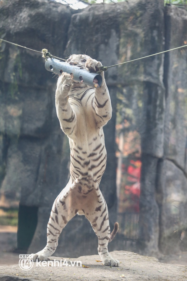 Ảnh, clip: Ghé thăm những con hổ trắng quý hiếm lần đầu được sinh ra tại Thảo Cầm Viên Sài Gòn - Ảnh 16.