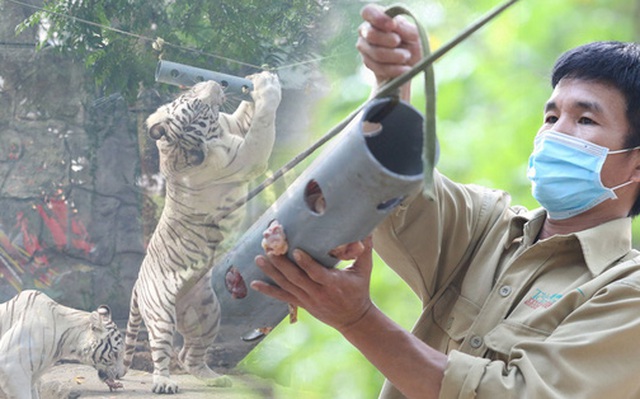 Ảnh, clip: Ghé thăm những con hổ trắng quý hiếm lần đầu được sinh ra tại Thảo Cầm Viên Sài Gòn