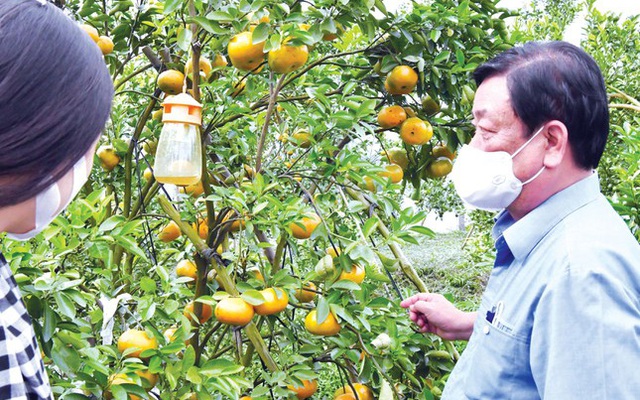 Bộ trưởng NN&PTNT Lê Minh Hoan thăm vùng quýt Lai Vung (Đồng Tháp). Vùng trái cây đặc sản này trước đây đất bị ô nhiễm nặng khiến cây bị bệnh, nguy cơ xóa sổ 1.200 ha; hiện nay đang được phục hồi với quy mô khoảng 570 ha