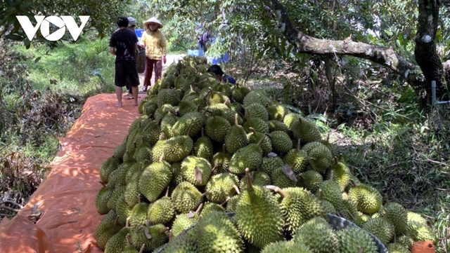 Sầu riêng ở ĐBSCL được giá, đắt hàng - Ảnh 1.