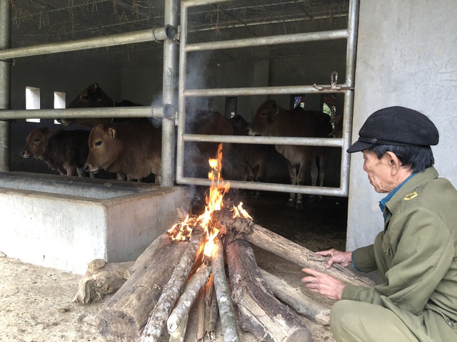  Rét kỷ lục khiến hàng trăm con trâu bò chết, nông dân khẩn cấp “may” áo ấm cho gia súc - Ảnh 2.