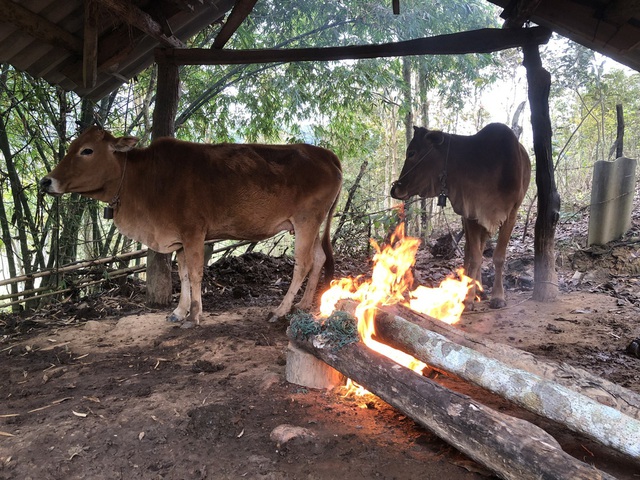  Rét kỷ lục khiến hàng trăm con trâu bò chết, nông dân khẩn cấp “may” áo ấm cho gia súc - Ảnh 3.