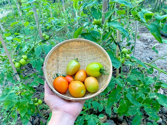 Khu vườn sai trĩu của chàng trai bị liệt hai chân, ngồi trên xe lăn chăm rau, quả mỗi ngày - Ảnh 5.