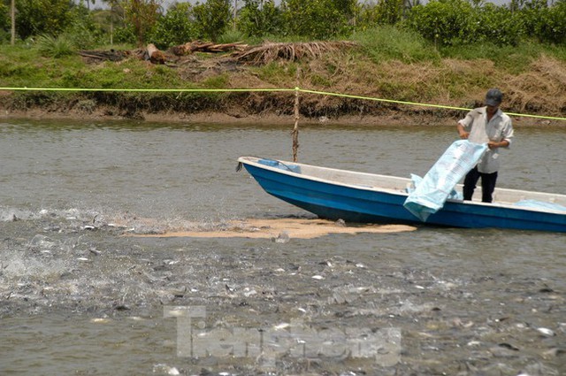 Giá cá tra tăng mạnh - Ảnh 1.