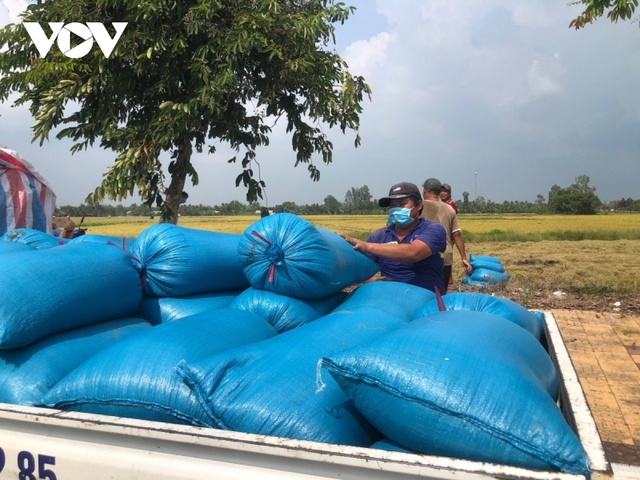 Nông dân thu hoạch lúa Đông xuân đến đâu, thương lái thu mua đến đó - Ảnh 1.