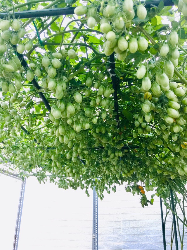 Giàn cà chua cả nghìn quả chín đồng loạt trên sân thượng giữa Sài Gòn gây choáng - Ảnh 7.