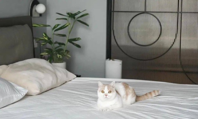 Thích mê không gian sống xanh của cô nàng độc thân cùng 2 “boss” mèo trong ngôi nhà có hơn 100 loại cây - Ảnh 15.