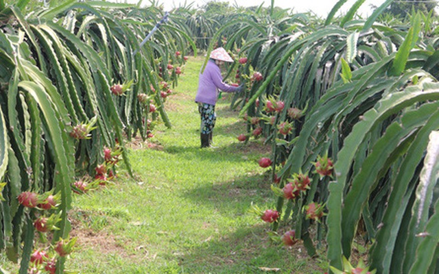 Thanh long nghịch vụ rớt giá thê thảm, đỏ mắt tìm người mua