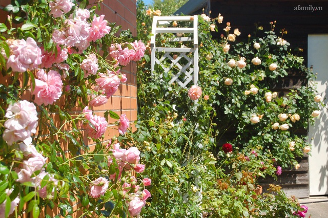 Mùng 4 Tết cùng ngắm khu vườn hoa hồng đẹp ngất ngây như tiên cảnh của mẹ Việt ở Úc - Ảnh 1.