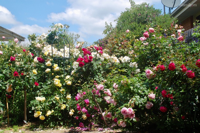 Mùng 4 Tết cùng ngắm khu vườn hoa hồng đẹp ngất ngây như tiên cảnh của mẹ Việt ở Úc - Ảnh 2.
