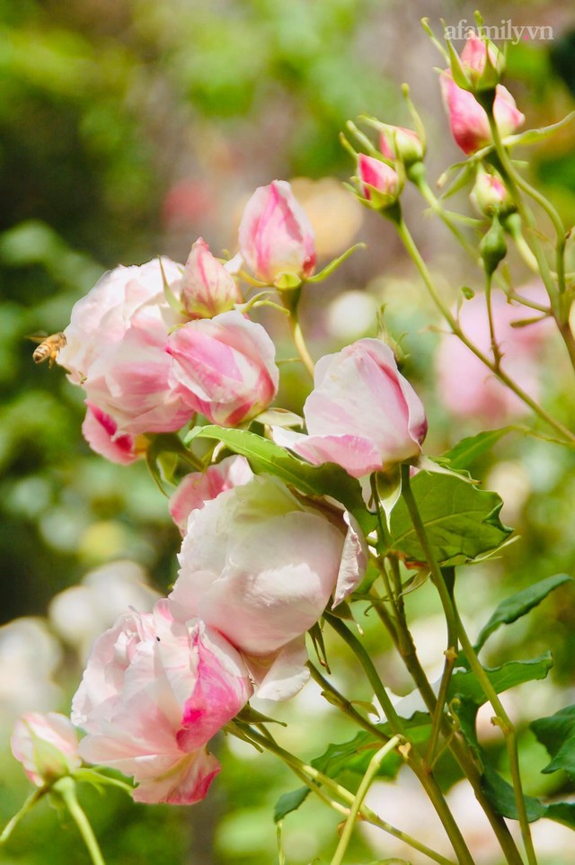 Mùng 4 Tết cùng ngắm khu vườn hoa hồng đẹp ngất ngây như tiên cảnh của mẹ Việt ở Úc - Ảnh 11.