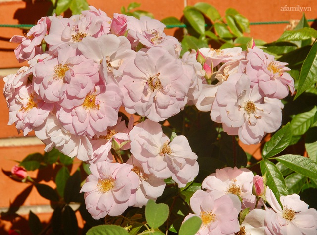 Mùng 4 Tết cùng ngắm khu vườn hoa hồng đẹp ngất ngây như tiên cảnh của mẹ Việt ở Úc - Ảnh 12.