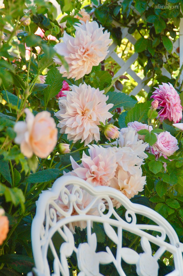 Mùng 4 Tết cùng ngắm khu vườn hoa hồng đẹp ngất ngây như tiên cảnh của mẹ Việt ở Úc - Ảnh 15.