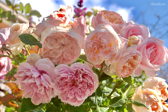 Mùng 4 Tết cùng ngắm khu vườn hoa hồng đẹp ngất ngây như tiên cảnh của mẹ Việt ở Úc - Ảnh 17.
