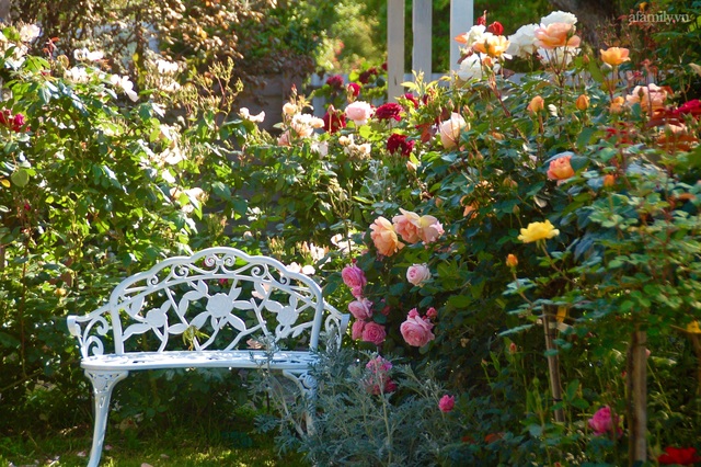Mùng 4 Tết cùng ngắm khu vườn hoa hồng đẹp ngất ngây như tiên cảnh của mẹ Việt ở Úc - Ảnh 3.