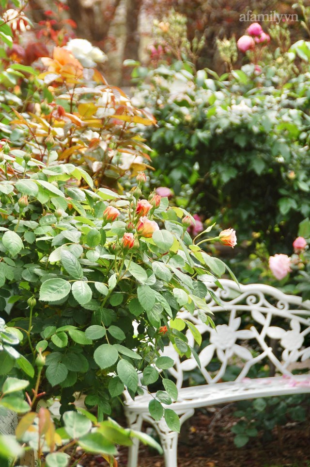 Mùng 4 Tết cùng ngắm khu vườn hoa hồng đẹp ngất ngây như tiên cảnh của mẹ Việt ở Úc - Ảnh 21.